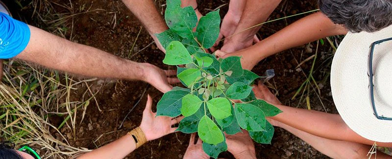 Ação do Meio Ambiente - Curitiba - Associação Sonhar