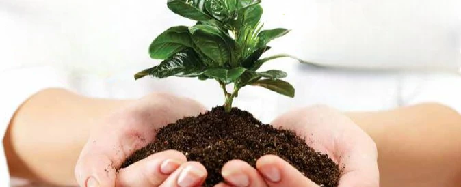 Transformar para Nutrir: Compostagem em Ação - Matutino