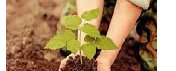 Meio Ambiente - Plantio de plantas Frutíferas