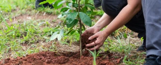 Semeando Sustentabilidade