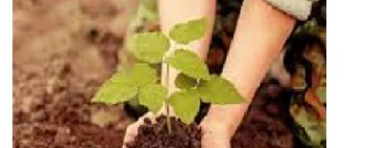 Meio Ambiente - Plantio de plantas Frutíferas
