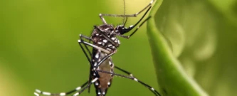 Dia D Contra a Dengue