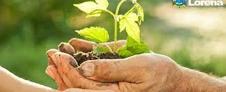 PLANTAS FRUTIFERAS - doação Elchadai para plantio