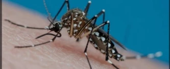 Dia D contra a Dengue