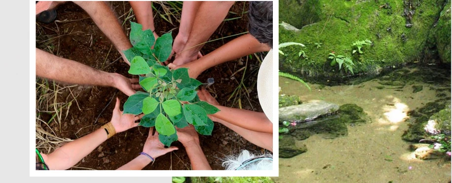 Plante essa ideia-Gerência Agropecuária-LRV