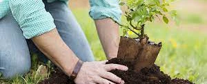 Meio Ambiente -Plantar árvores é sustentar um mundo melhor
